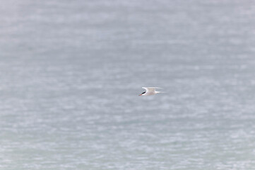 Common Tern Sterna hirundo in a typical coastal habitat