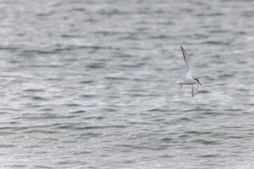 Common Tern Sterna hirundo in a typical coastal habitat