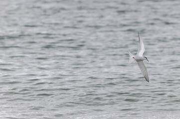 Common Tern Sterna hirundo in a typical coastal habitat