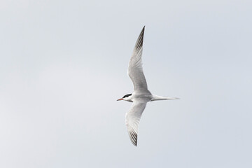 Common Tern Sterna hirundo in a typical coastal habitat