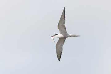 Common Tern Sterna hirundo in a typical coastal habitat