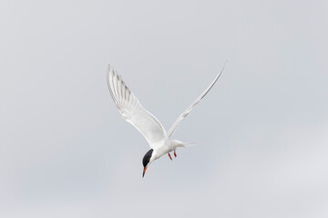 Common Tern Sterna hirundo in a typical coastal habitat