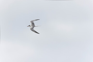 Common Tern Sterna hirundo in a typical coastal habitat