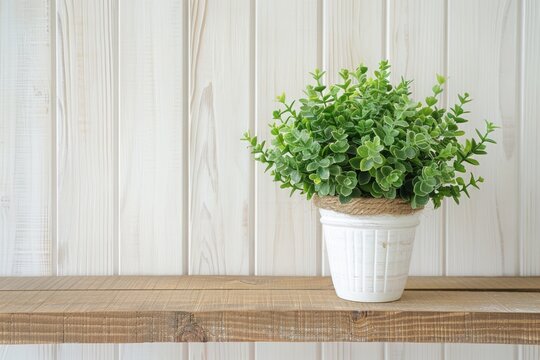 Green Plant in Pot with White Ship Lap Wall Background in Beautiful Interior Decoration for Home