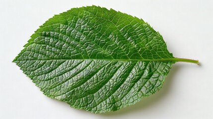 Obraz premium Close-up photo of green foliage on white background with water droplets on leaves, specifically the leaf's tip