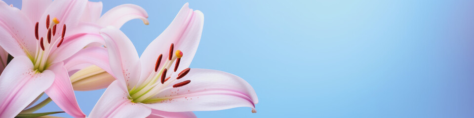 banner illustration with lily flowers against light blue
