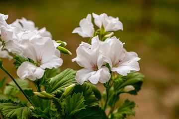 White geranium flower. Ceylanözü geranium. Turkish name: Canan flower.