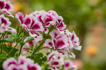 Pelargonium crispum "Angel eyes", Geranium Angel's Perfume with Pink - white flowers