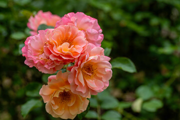 Three Colors in One Sultan Of The Color Yediveren Rose.