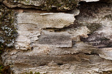 Detailed texture of tree bark. Cracked embossed tree bark with green moss on it. Forest...