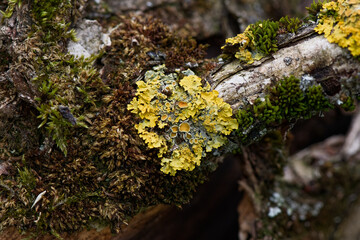 Bright yellow xanthoria parietina. Foliose lichen on a tree bark. Close up. Abstract natural...