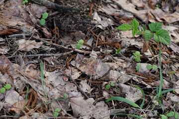 Swamp texture, swamp landscape, top view. Fresh bright vegetation, dirt and water.