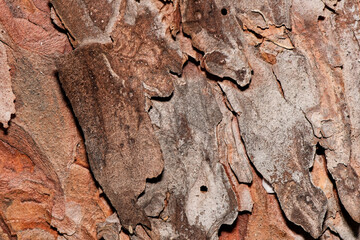 Detailed texture of tree bark. Brown cracked embossed tree bark. Forest environment. Abstract...