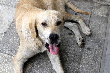 A dog on a walk in a city park on the shores of the Mediterranean Sea.