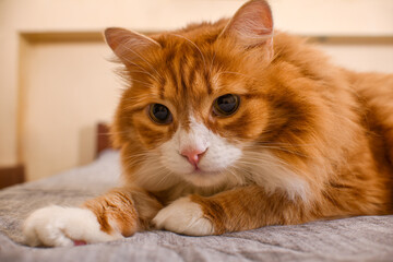  The ginger cat is resting, lounging on the bed. Close-up.