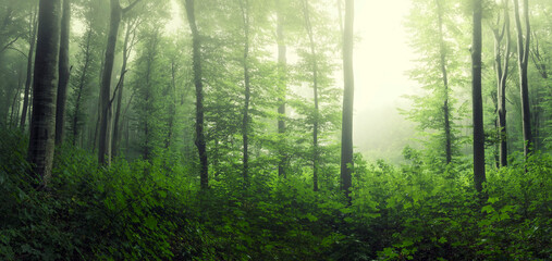green woods panorama, natural landscape