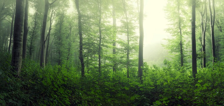 green woods panorama, natural landscape