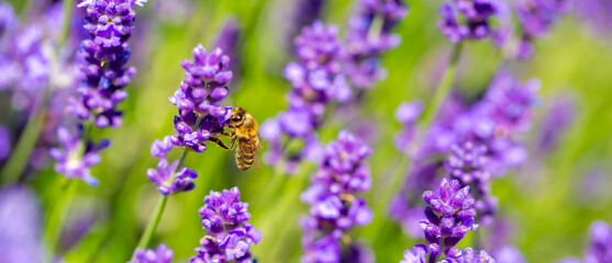 Spring lavender flowers under sunlight. Bees pollinate flowers and collect pollen. Lavender honey. Beautiful landscape of nature with a panoramic view. Hi spring. long banner