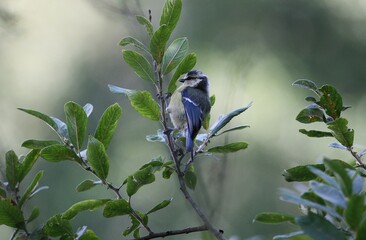 bird on a branch