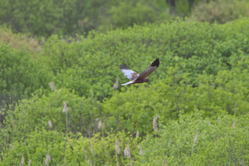 Falco di palude maschio in volo