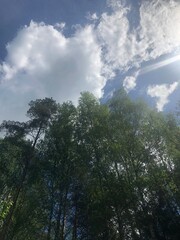 pines growing to sky