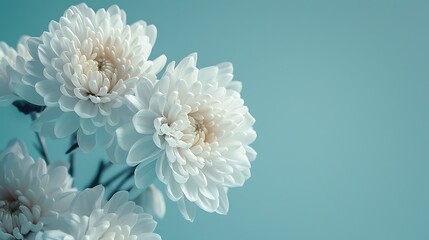 white chrysanthemum flowers, macro photography, against a blue background