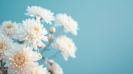 white chrysanthemum flowers, macro photography, against a blue background