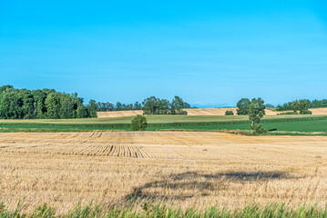 Fototapeta premium Wheat field