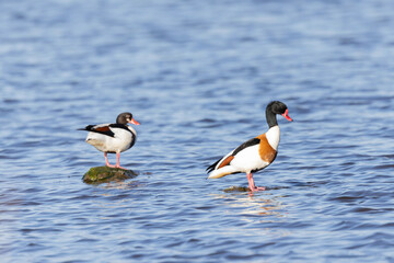 common shelduck Tadorna tadorna in a swamp in Brittany, France