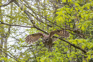Barred Owl