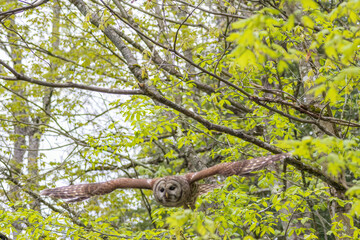 Barred Owl