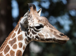 portrait of a giraffe