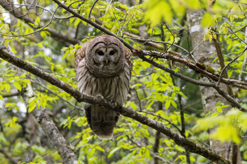 Barred Owl