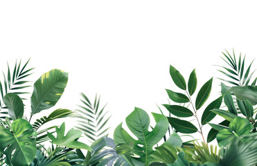 green leaves border isolated on transparent background