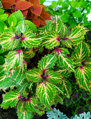 Coleus plant. Colorful leaves. coleus grade Peter's Wonder. Burgundy-green leaves of coleus close-up. banner packing for seeds. Floriculture. Plants, Gardening.