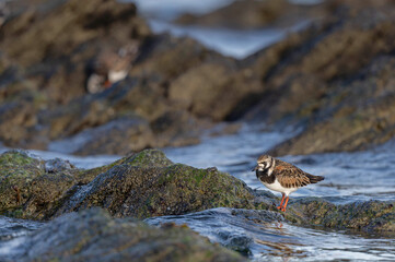 Ruddy Turnstone Arenaria interpres on low tide on a sandy beach in Normandy, France