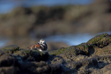 Ruddy Turnstone Arenaria interpres on low tide on a sandy beach in Normandy, France