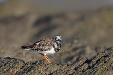 Ruddy Turnstone Arenaria interpres on low tide on a sandy beach in Normandy, France