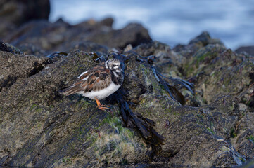 Ruddy Turnstone Arenaria interpres on low tide on a sandy beach in Normandy, France