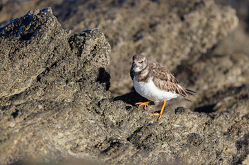 Ruddy Turnstone Arenaria interpres on low tide on a sandy beach in Normandy, France