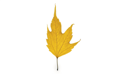 Yellow leaf