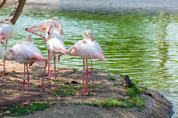 Flamingos Gathered by the Lakeside