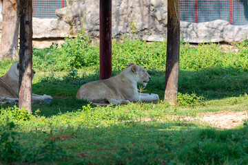 Female Lion Relaxing in Greenery
