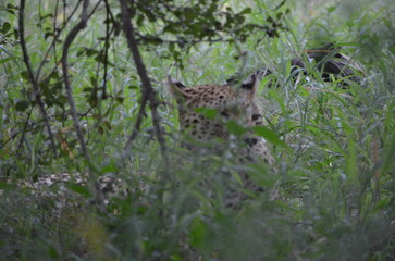 Leopard in sabi sabi game reserve