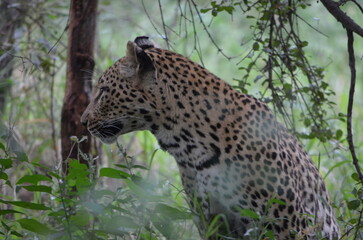 Leopard in sabi sabi game reserve