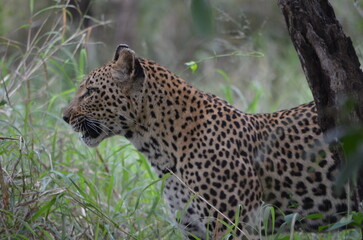 Leopard in sabi sabi game reserve