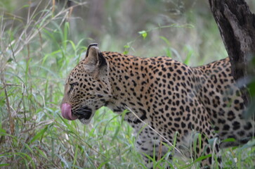 Leopard in sabi sabi game reserve