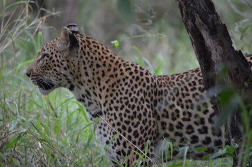 Leopard in sabi sabi game reserve