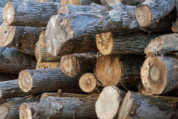 Stack of wood logs. Sawed off tree trunks. Woodpile