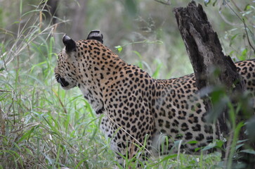 Leopard in sabi sabi game reserve